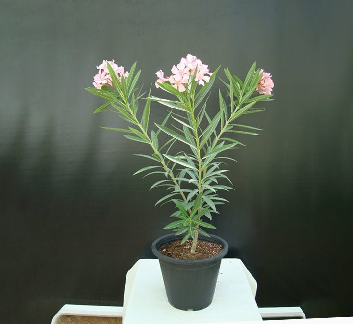 Oleander "Nerium Oleander" - Greensouq - 