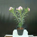 Oleander "Nerium Oleander" - Greensouq - 