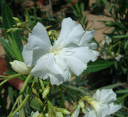 Oleander "Nerium Oleander" - Greensouq - 