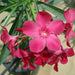 Oleander "Nerium Oleander" - Greensouq - 