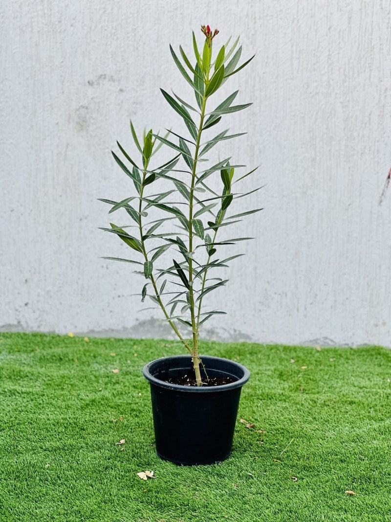 Oleander "Nerium Oleander" - Greensouq - 
