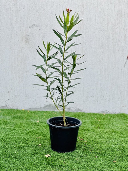 Oleander "Nerium Oleander" - Greensouq - 