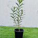 Oleander "Nerium Oleander" - Greensouq - 