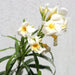 Oleander "Nerium Oleander" - Greensouq - 