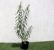 Oleander "Nerium Oleander" - Greensouq - 