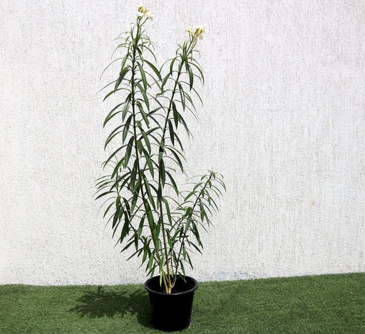 Oleander "Nerium Oleander" - Greensouq - 