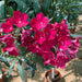 Oleander "Nerium Oleander" Mix Copa 30L - Greensouq - 