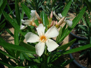 Rosebay Plant "Nerium Oleander" Mix Copa 30L - Greensouq -