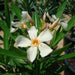 Oleander "Nerium Oleander" Mix Copa 30L - Greensouq - 