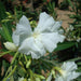 Oleander "Nerium Oleander" Mix Copa 30L - Greensouq - 