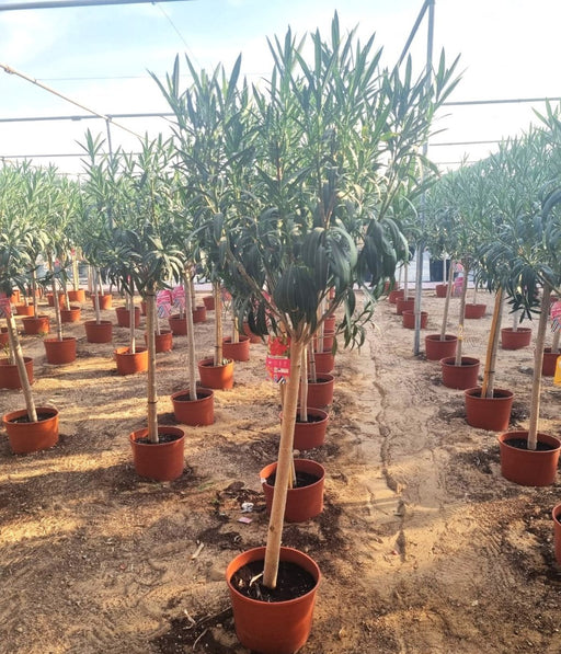 Oleander Spanish Plant 1.2 - 1.4m - Greensouq - 