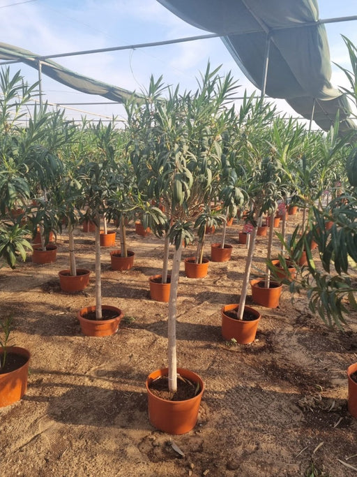 Oleander Spanish Plant 1.2 - 1.4m - Greensouq - 