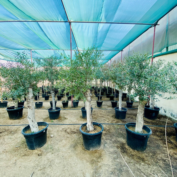 olive mature