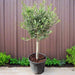 olive single head