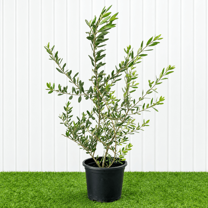 Olive Mini Olea Europaea 40-50cm - Greensouq - outdoor