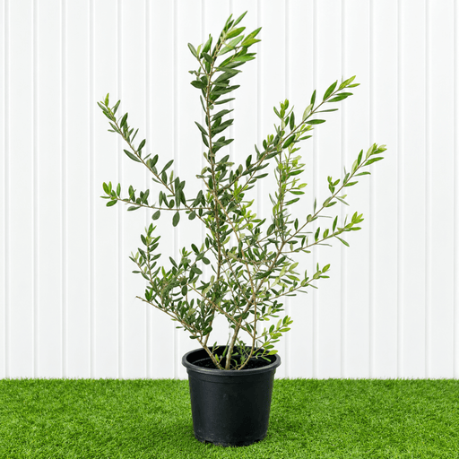 Olive Mini Olea Europaea 40-50cm - Greensouq - outdoor