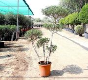 Olive Multihead | Multihead Olea Europea 1.0m - 1.2m شجرة زيتون - Greensouq - 