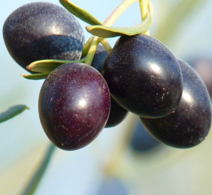 Olive Multihead | Multihead Olea Europea 1.0m - 1.2m شجرة زيتون - Greensouq - 