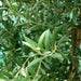 Olive Multihead | Multihead Olea Europea 1.0m - 1.2m شجرة زيتون - Greensouq - 