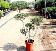 Olive Multihead | Multihead Olea Europea 1.0m - 1.2m شجرة زيتون - Greensouq - 