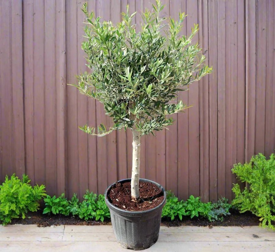 Olive Bonsai Tree 0.8-1.0m