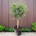 Olive Single Head Bonsai 0.8 - 1.0m | شجرة زيتون - Greensouq - 