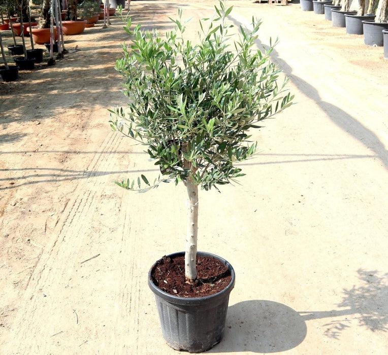 Olive Single Head Bonsai 0.8 - 1.0m | شجرة زيتون - Greensouq - 