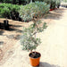 Olive Spiral Shape | Spiral Olea Europea 1.0m - 1.2m شجرة زيتون - Greensouq - 