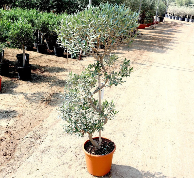 Olive Spiral Shape | Spiral Olea Europea 1.0m - 1.2m شجرة زيتون - Greensouq - 