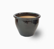 Olive Spiral Shape | Spiral Olea Europea 1.0m - 1.2m شجرة زيتون - Greensouq - 