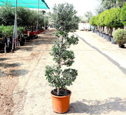 Olive Spiral Shape | Spiral Olea Europea 1.0m - 1.2m شجرة زيتون - Greensouq - 