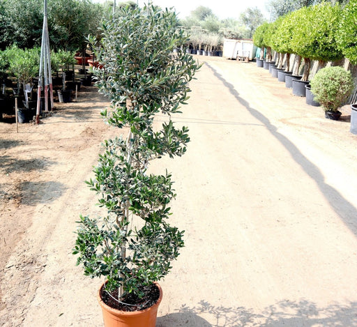 Olive Spiral Shape | Spiral Olea Europea 1.0m - 1.2m شجرة زيتون - Greensouq - 