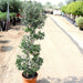 Olive Spiral Shape | Spiral Olea Europea 1.0m - 1.2m شجرة زيتون - Greensouq - 