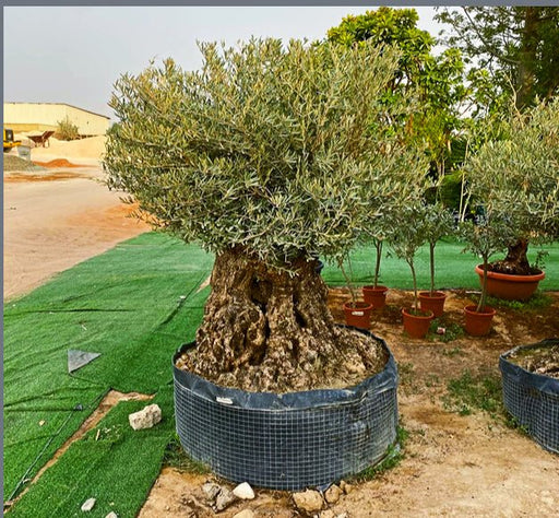 Olive Tree Olea Europaea Thick Trunk 2.0 - 2.5m Height 500mm - 600mm Dia - Greensouq - 