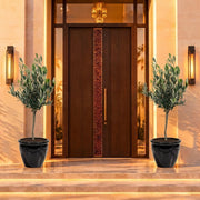 Olive Tree / Olea Europea "1.0m-2.2m" - Greensouq -