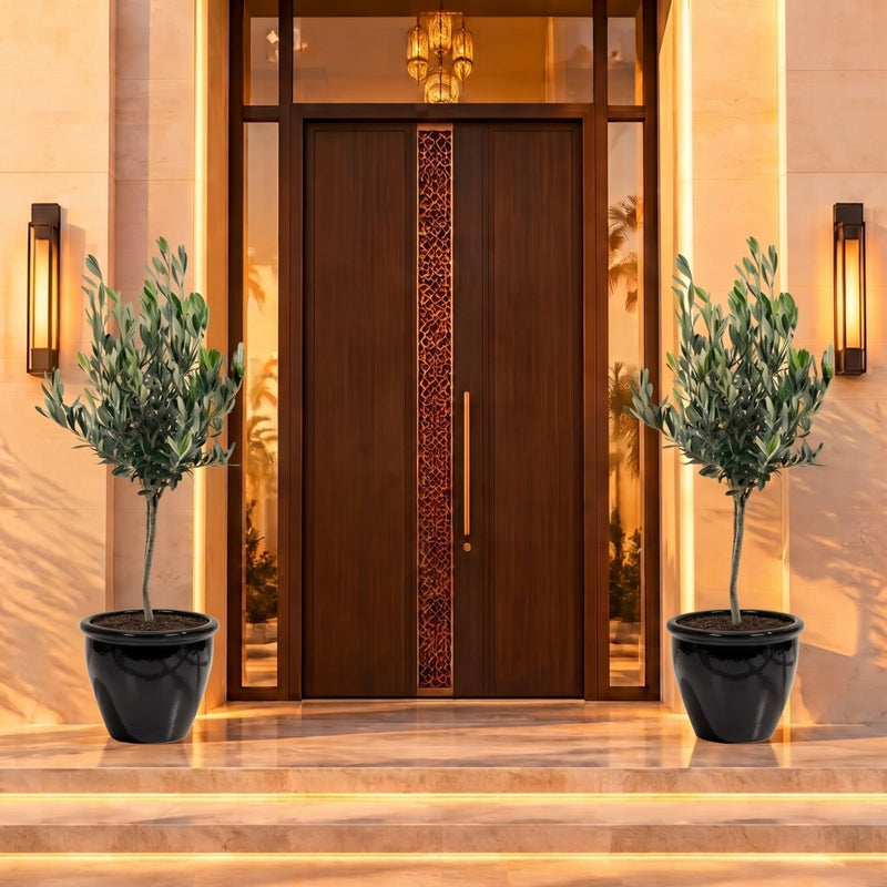 Olive Tree / Olea Europea "1.0m-2.2m" - Greensouq -