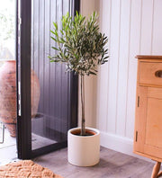 Olive Tree / Olea Europea "1.0m - 2.2m" - Greensouq - 