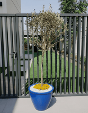 Olive Tree / Olea Europea "1.0m - 2.2m" - Greensouq - 
