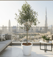 Olive Tree / Olea Europea "1.0m - 2.2m" - Greensouq - 