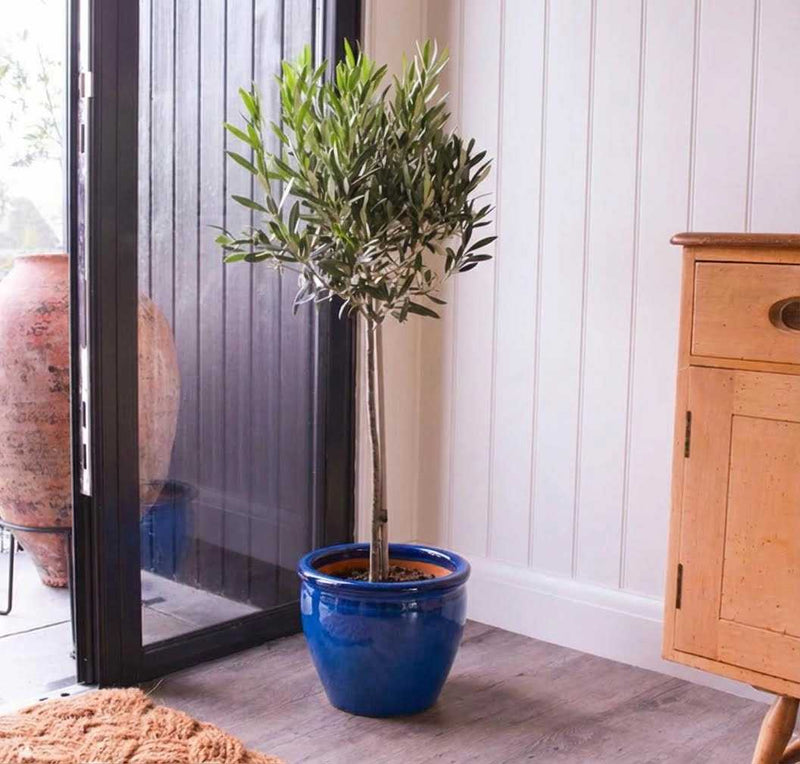 Olive Tree / Olea Europea "1.0m - 2.2m" - Greensouq - 