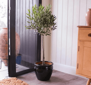 Olive Tree / Olea Europea "1.0m - 2.2m" - Greensouq - 