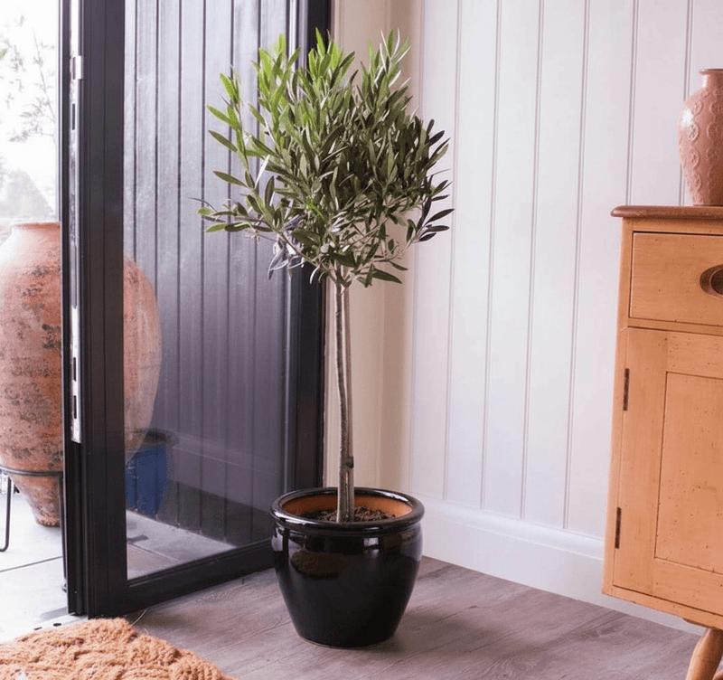 Olive Tree / Olea Europea "1.0m - 2.2m" - Greensouq - 