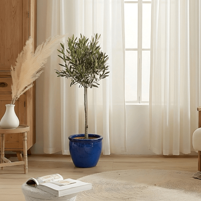 Olive Tree / Olea Europea "1.0m in Rolled Rim Pot (30/25) blue - Greensouq - 