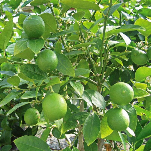 omani-Lemon