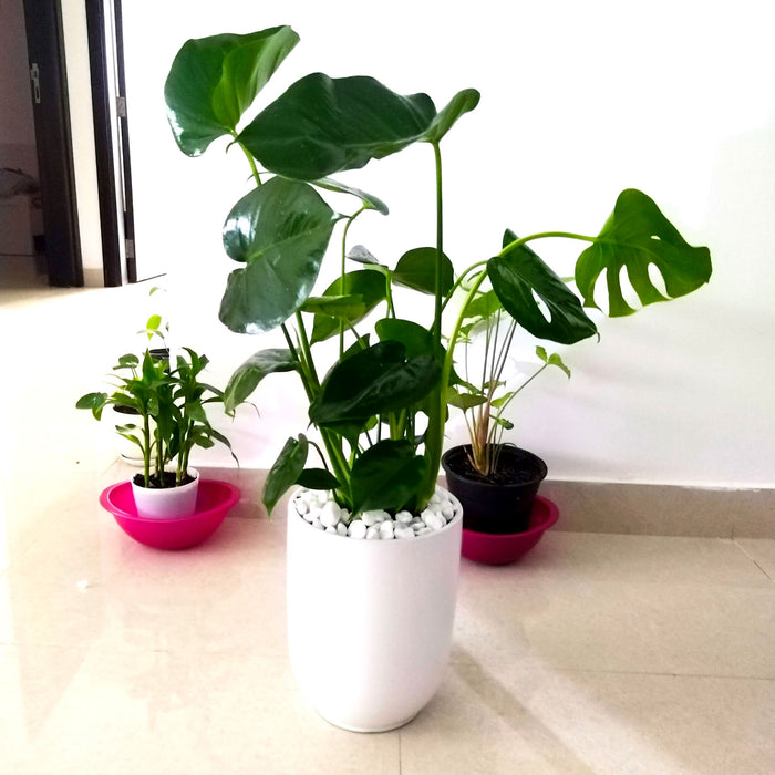 Monstera Deliciosa "The Hurricane or Swiss Cheese Plant" Holland