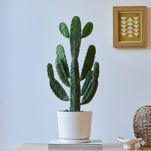 Opuntia Consolea in White Ceramic Pot 30 - 40cm - Greensouq - 