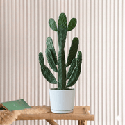 Opuntia Consolea in White Ceramic Pot 30 - 40cm | Road Kill Cactus - Greensouq -