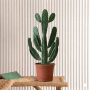 Opuntia Consolea in White Ceramic Pot 30 - 40cm | Road Kill Cactus - Greensouq -