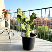 Opuntia Consolea | Road Kill Cactus - Greensouq - 