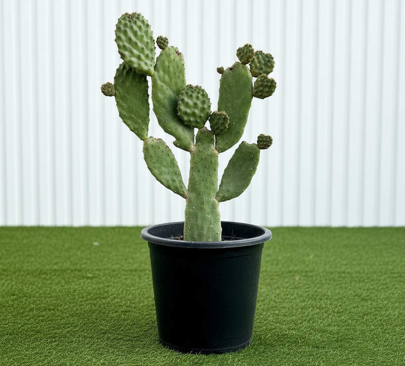 Road Kill Cactus Console - Opuntia Consolea